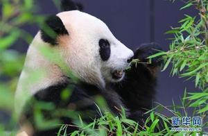 How many endangered animals do you know?