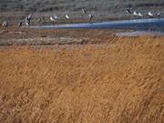 Baotou, Inner Mongolia: Swans Appear by the Yellow River