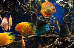Why Do Your Fish Always Die? It's Not About Whether You Like to Keep Fish, It's About Details That Determine Success or Failure