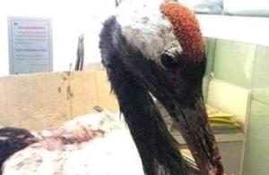 Crane with Broken Beak Due to Fraying, Doctor Installs 3D Printed Titanium Alloy Beak