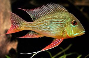 Three Lake Cichlids Love to Fight, There Are Also Elegant Cichlids in South America, Let's Get to Know Them