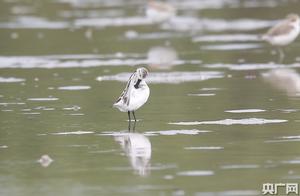 Zhanjiang Wetlands Discover 34 Critically Endangered Spoonbill Sandpipers