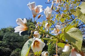 Kianwei Flower Blooming, Jiayang Little Train Arrives at its Most Beautiful Period! Short Holiday Trip Begins!
