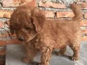 Golden Retriever Gives Birth to a Son After Being Hurt by a Teddy Bear, Owner Increasingly Favors It