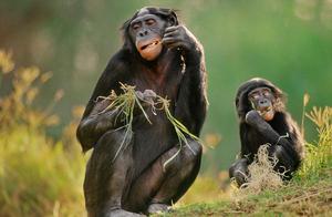 Why Adolescent Male Gorillas Rely on Their Mothers: Do They Face a Risk of Inbreeding with Close Relatives?