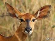 Give Every Wild Animal Its Due Living Space