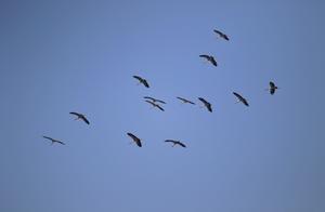 Critically Endangered White-necked Crane Visits Menglian