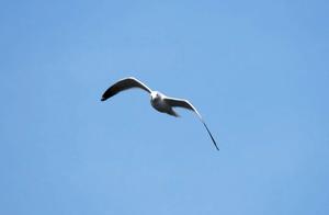 Tongzhou Chunshen: Beautiful Views and Appreciation | 'Silver Gulls Playing in Water'
