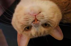 Cat Envy Baby's Stroller, Secretly Gets On To Try Sitting, Resulting in Owner Thinking Cat Needs to Lose Weight