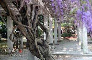 Huizhou Tourism: Wisteria Blooms Right Around the Corner