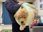 Cold Golden Retriever Refuses to Return to Bed, Dad Packs It Out