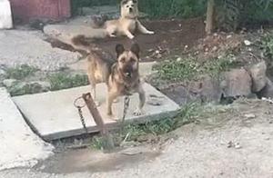 Woman Goes to the Countryside for Business, Sees a Dog with a Limb Problem, Posts to WeChat Moments