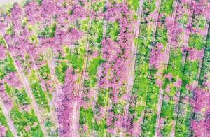 Peach Blossoms Reveal the Coming of Spring