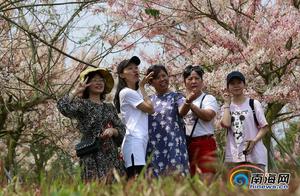 Photo Gallery | Lan Yao Town,: Cherry Blossoms in Bloom, Visitors Enjoy Spring Walks