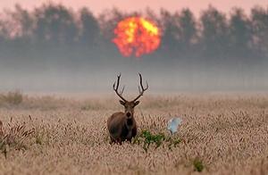 Chinese Deer Park