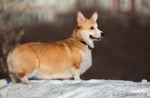 When do Corgi Dog Ears Stand Up? How Many Months Can Corgi Puppy Ears Stand Up?