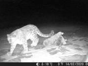 Clear Snow Leopard Activity Footage Captured for the First Time in Qinghai Province