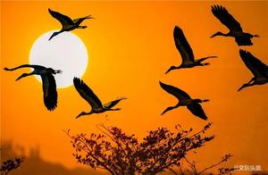 Picturesque Scenery in March: Rare Clangalang Stork Dances at Fenghuang Lake