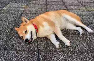 What kinds of wrong dog walking methods have you used? Let's take a look at the answers.