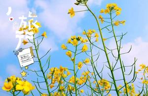Spring in Changtai Gushan, Zhangzhou: Golden Rapeseed Flowers in Full Bloom - Come and Enjoy a Qingming (Early Spring) Trip!