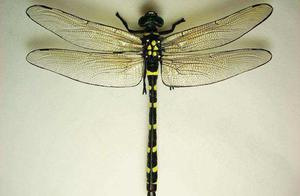 Widow Dragonflies