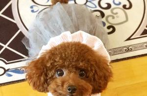 Small Dog with Low Shedding