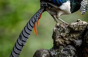 Biodiversity Encyclopedia: Vertebrate – White-bellied Jeweled Pheasant: Did Emperor Huizong of the Song Dynasty Fall for My Beauty?