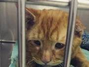 A Stray Cat Facing Abandonment, Thankfully, It Finally Found Its Owner