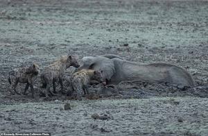 The mother elephant died after witnessing her calf being eaten alive by hyenas in the mud, eventually succumbing to dehydration.