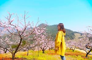 Where is Yiwu Peach Blossom Forest Scenic Area and What are the Opening Times? A Complete Travel Guide