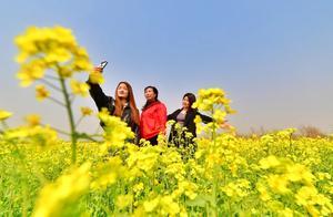 These Fields of Rapeseed Flowers Will Definitely Make Your Friends Jealous – Oilseed Rape