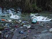 Protect the Environment! British Swans Forced to Swim in Canal Garbage Piles, Eating and Feeding in Tires and Footballs