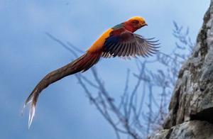 Bird Photography: Red-Bellied Peacock Chicken, the Phoenix of China