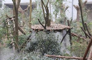 Chengdu Panda Base's Oldest Panda House Completed Upgrade
