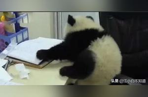 Giant Panda Breaks into Office, Its Expression Provides a Year's Worth of Laughs