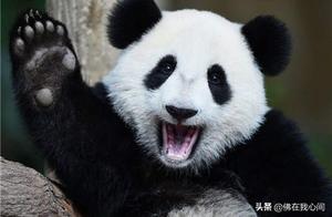 The World's Only Giant Panda Not Belonging to China Can Never Return Home, Causing Countless People to Cry.