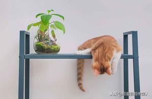 Philosophical Curiosity