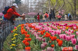 Not Only Cherry Blossoms: Colorful Tulips Attract Tourists in Qingdao's Zhongshan Park