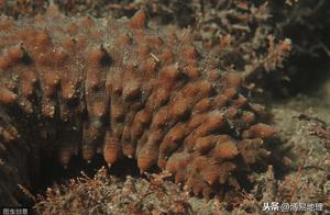 Geological Highlights: Special Marine Organisms – Sea Snails