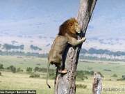 Lions Climbing Trees? It's No Big Deal
