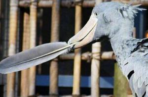 Why Do Wedge-billed Storks Pluck Their Feathers and Bow to People?