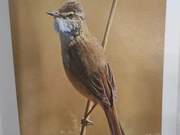 Black-breasted Reed Warbler of the Yellow River Delta