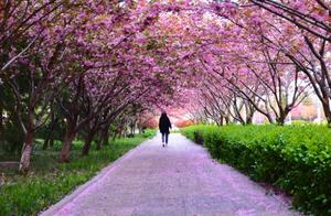 Cherry Blossom Romance on Guangzhou Road