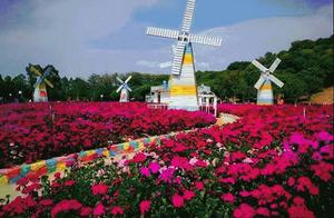 Dreamy Hundred Flower Shore in Dongguan: Various Flowers Bloom in the Park – Come and Enjoy!