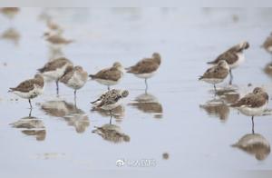 34 Extremely Endangered Spoon-billed Sandpipers Discovered in Zhanjiang, Guangdong