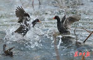 Spring Waters Warm, Pond Lively | Photo Collection