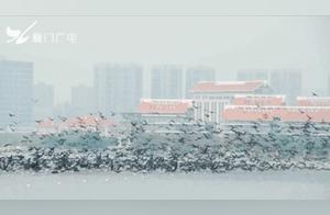 Spectacular! Cormorans Arrive in Xiamen to Spend the Winter, Increasing in Number!
