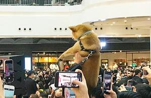 Shiba Inu Lifted High to Attract Liu Haoran's Attention, Dog Feels Confused