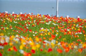 My View of Spring: Quanzhou Binhai Park, Icelandic Begonias, Refreshing and Heartwarming
