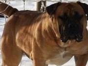 The Valiant Champion: Powerful South African Mastiff